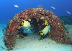 Queen Angels in the wreckage of a Florida Wreck. by Terry Moore 